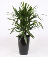 Kamerplant van Botanicly – Bamboepalm in zwart plastic pot 'Santorini' als set – Hoogte: 110 cm – Rhapis Excelsa