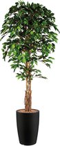 HTT - Kunstplant Ficus in Genesis rond antraciet H210 cm