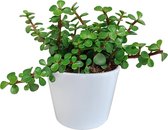 Portulacaria afra Variegata groen in witte pot | 1 stuk | Ø 10,5 cm |  18-25 cm
