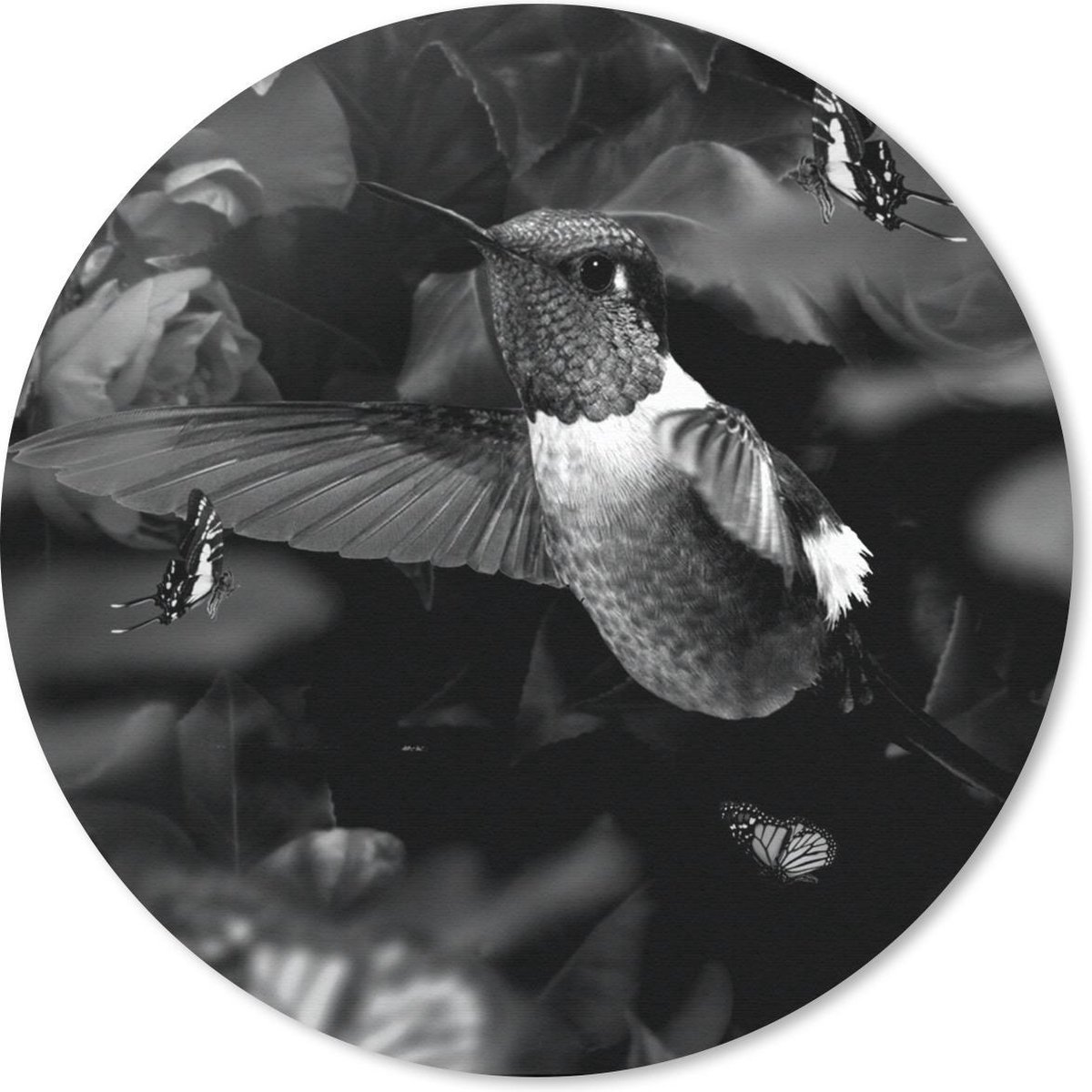Muismat rond 50x50 cm - Mousepad Kolibrie tussen de oudroze bloemen en vlinders - zwart wit - Ronde muismatten