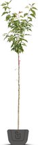 Japanse sierkers | Prunus serrulata Kanzan | Stamomtrek: 8-10 cm | Stamhoogte: 180 cm