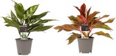 Aglaonema Maria & Aglaonema Crete pakket - 25cm