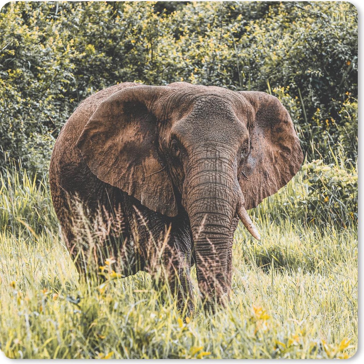 Muismat 30x30 cm - Mousepad Olifant - Gras - Natuur - Muismatten
