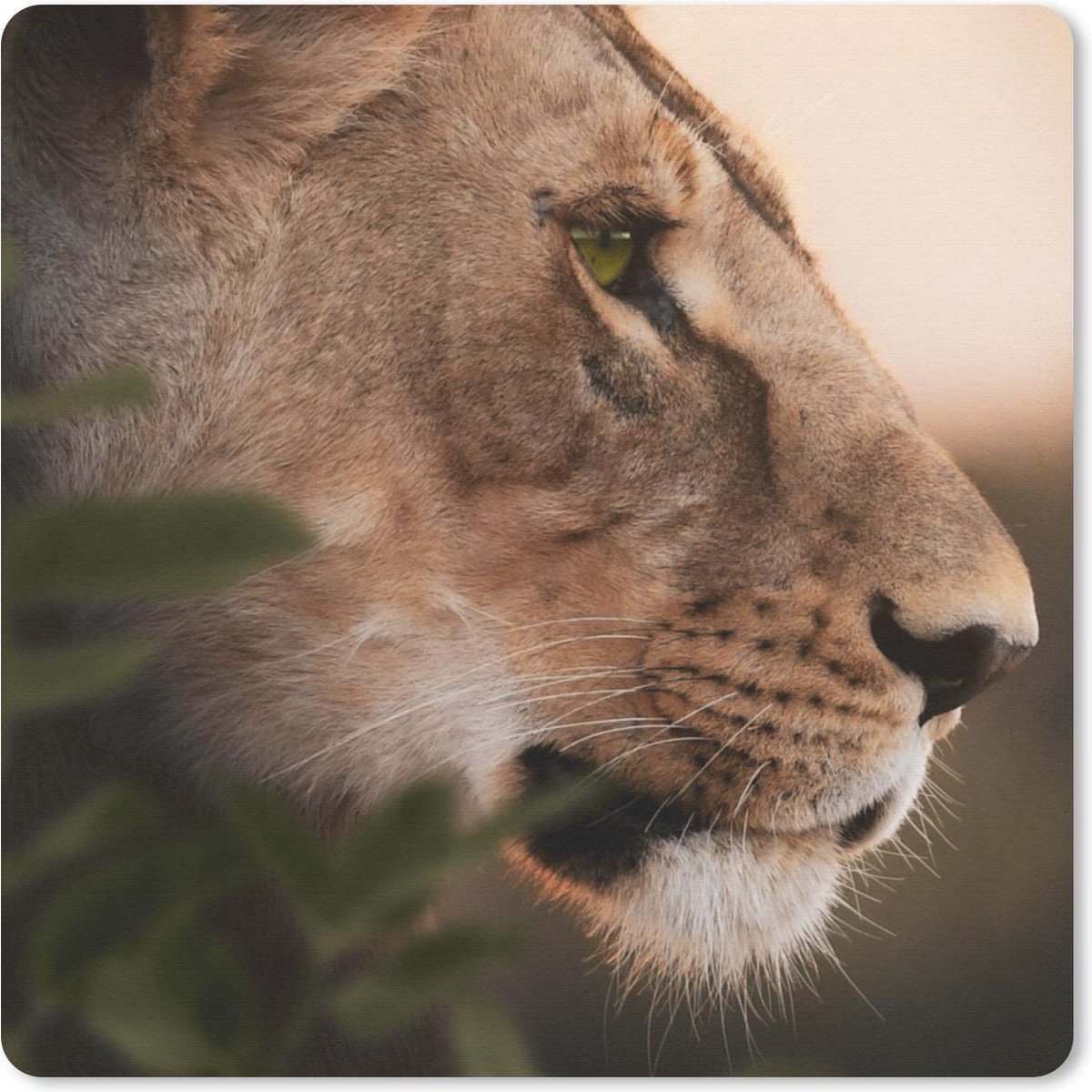 Muismat 30x30 cm - Mousepad Leeuw - Wilde dieren - Jungle - Muismatten