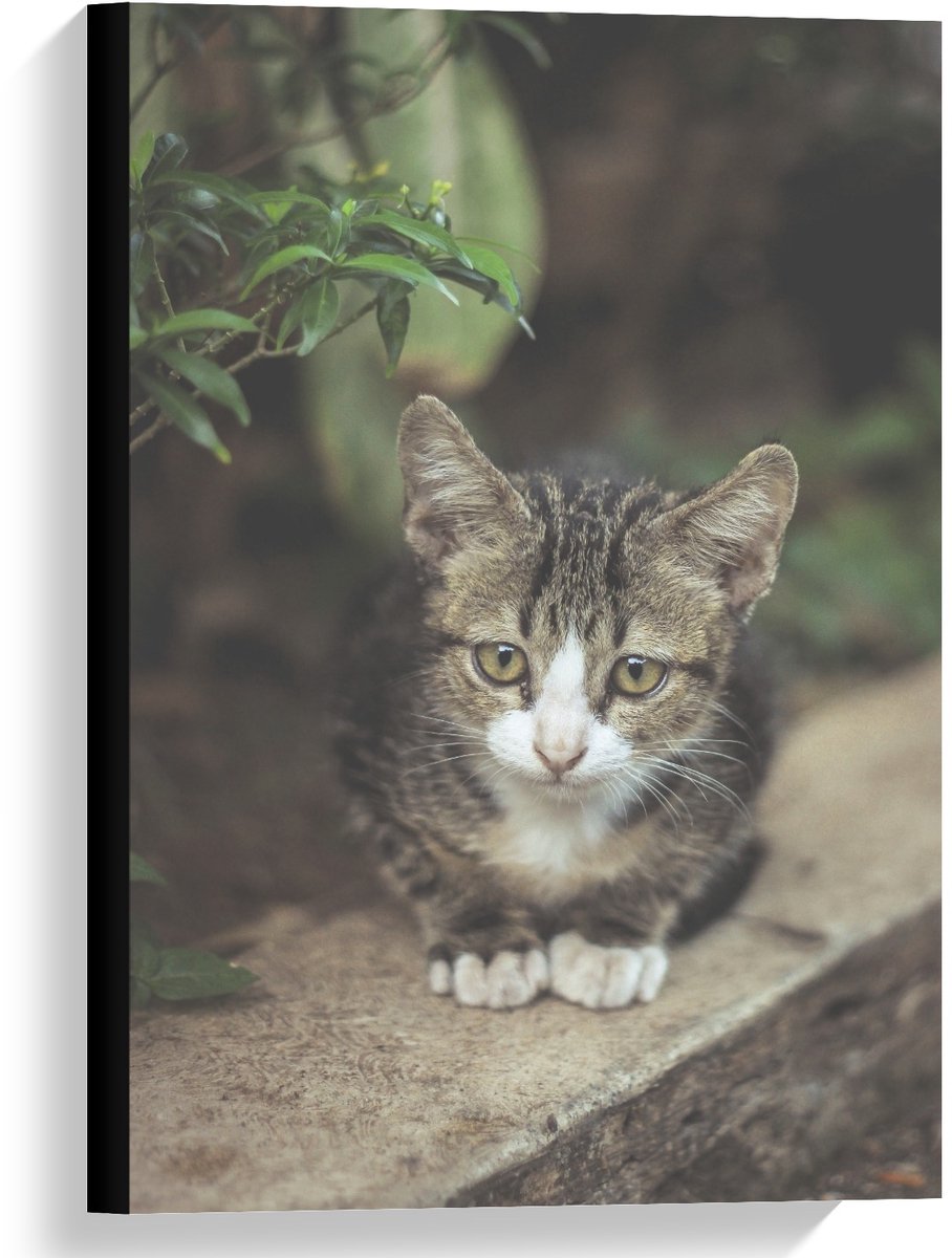 KuijsFotoprint Canvas - Nieuwwsgierig Katje - 40x60cm Foto op Canvas Schilderij (Wanddecoratie op Canvas) Groen