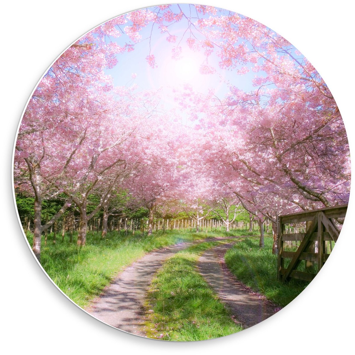 KuijsFotoprint Forex Wandcirkel - Zandpad tussen de Roze Bomen - 50x50cm Foto op Wandcirkel (met ophangsysteem) Groen