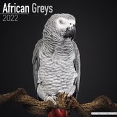 African Greys Kalender 2022