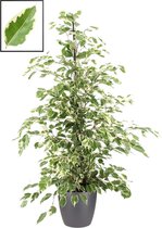 FloraExpert - Ficus - 105 Cm - Ø 22