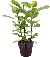 Hellogreen Kamerplant - Ficus Altissima - 105 cm - ELHO sierpot Paars