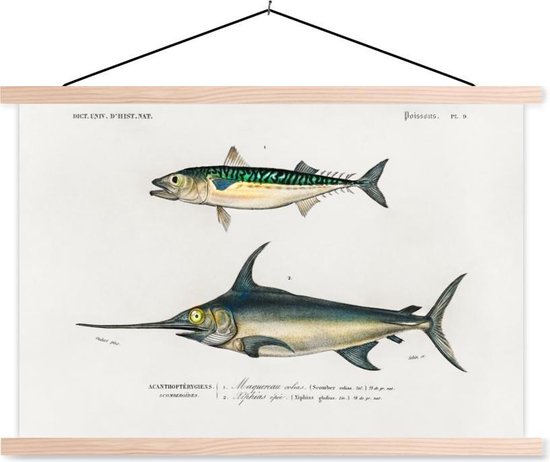 Porte-affiche avec affiche - Affiche scolaire - Poisson - Vintage - Peinture - 60x40 cm - Lattes vierges