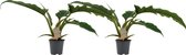 Philodendron 2 stuks - Hoogte: ↑ 45 cm - Half-schaduw - Waterbehoefte: Gemiddeld - diameter pot: 14 cm