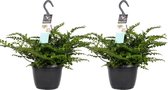 Asplenium 2 stuks - Streepvaren - Asplenium Parvati - Hoogte: ↑ 40 cm - Half-schaduw - Waterbehoefte: Gemiddeld - diameter pot: 17 cm Asplenium Parvati