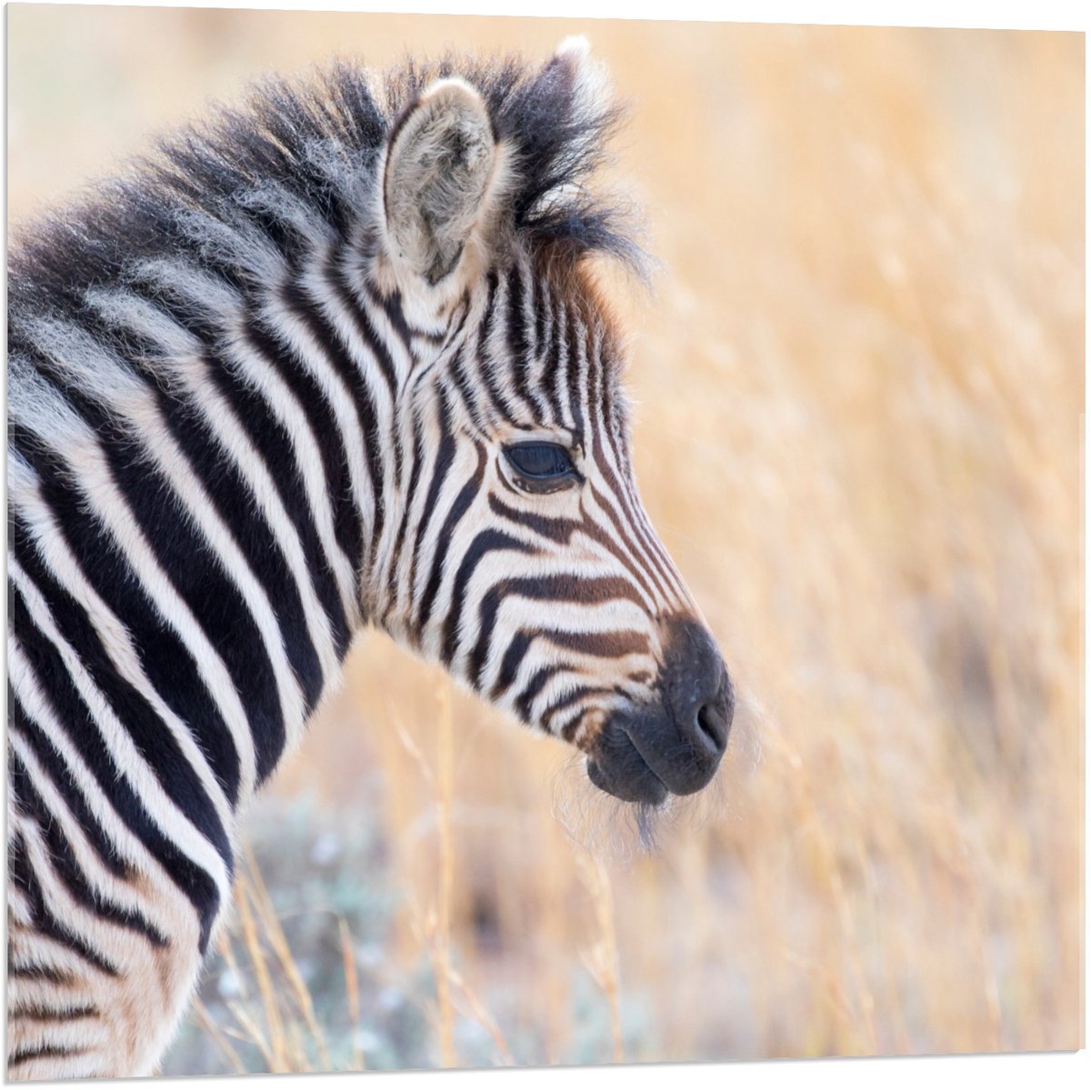 Acrylglas - Baby Zebra in Hoge Grassen - 80x80cm Foto op Acrylglas (Met Ophangsysteem)