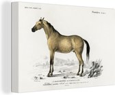 Canvas Schilderij Paard - Vintage - Dier - 60x40 cm - Wanddecoratie