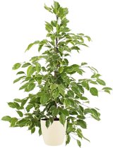 Kamerplant van Botanicly – Rubberboom incl. crème kleurig sierpot als set – Hoogte: 105 cm – Ficus benjamina Golden King