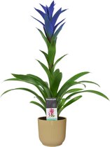 Bloem van Botanicly – Guzmania in beige ELHO plastic pot als set – Hoogte: 55 cm – Guzmania Ocean Blue