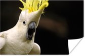 Poster Un cacatoès blanc avec une crête jaune 60x40 cm - Tirage photo sur Poster (décoration murale salon / chambre) / Poster Vogels