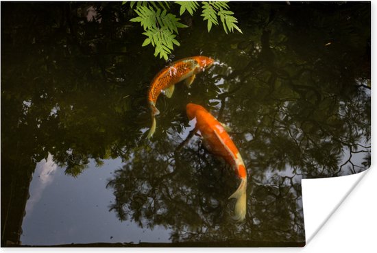 Poster Deux carpes koï autour d'un étang 180x120 cm - Tirage photo sur Poster (décoration murale salon / chambre) / Poster Animaux sauvages XXL / Groot format!