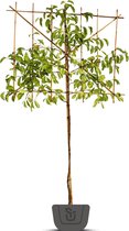 Leimagnolia | Magnolia Kobus | Stamomtrek: 16-18 cm | Stamhoogte: 200 cm | Rek: 150 cm