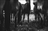 Walljar - Paardenkudde - Dieren poster