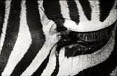 Zebra Up Close - Walljar - Wanddecoratie - Zwart wit poster  - Walljar - Wanddecoratie - Dieren poster