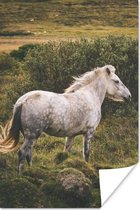Poster Paard - Gras - Wit - 80x120 cm