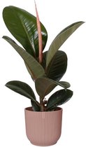 Kamerplant van Botanicly – Rubberboom in roze ELHO plastic pot als set – Hoogte: 35 cm – Ficus Elastica Robusta