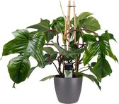 Hellogreen Kamerplant - Philodendron Squamiferum Pyramide - 70 cm - ELHO Round Antraciet