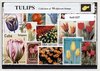 Afbeelding van het spelletje Tulpen - Dutch Tulips - Typisch Nederlands postzegel pakket & souvenir. Collectie van 50 verschillende postzegels van (Nederlandse) tulpen – kan als ansichtkaart in een A6 envelop - authentiek cadeau - kado - kaart - bloemen - tulp - tulpenbol
