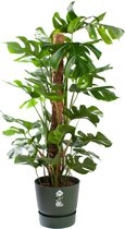 Kamerplant van Botanicly – Gatenplant in groente ELHO plastic pot als set – Hoogte: 120 cm – Monstera Deliciosa