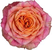 Bloem van Botanicly – Rosa Palace – Hoogte: 45 cm