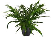 Kamerplant van Botanicly – Aglaonema incl. sierpot zwart als set – Hoogte: 55 cm