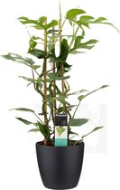 Kamerplant van Botanicly – Philodendron Minima incl. sierpot zwart als set – Hoogte: 70 cm