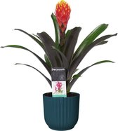 FloraExpert - Guzmania - 45 Cm - Ø 13