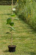 Jonge Rondbladige Storaxboom | Styrax obassia | 150-200cm hoogte