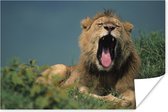 Poster Leeuw - Wild dier - Savanne - 30x20 cm