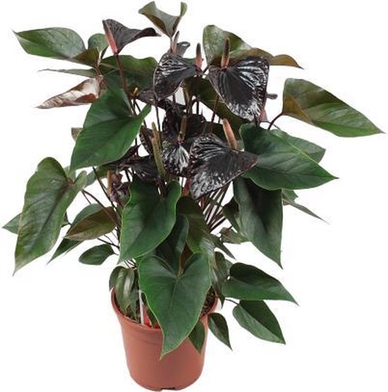 Anthurium Black Beauty in draagtas 60 CM hoog 17 CM