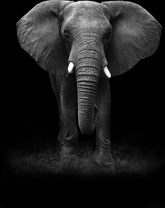 Olifant op Geborsteld Aluminium - WallCatcher | Staand 80 x 120 cm | Elephant Portrait