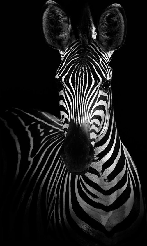 Zebra op Textiel in Frame - WallCatcher | Staand 70 x 105 cm | Breed zwart Textielframe 27 mm