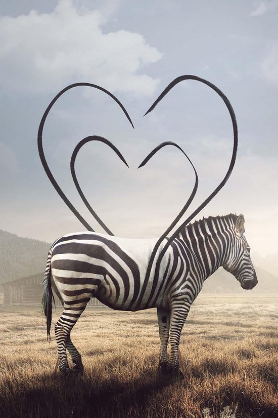 Zebra rayé coeur sur aluminium | Debout 60 x 90 cm | Peintures animalières | Décoration murale pour l'intérieur et l'extérieur | Zebra sur Dibond