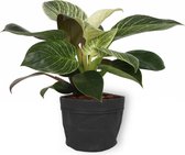 Kamerplant Philodendron White Wave - Unieke Kamerplant - ± 25cm hoog - 12cm diameter - in zwarte sierzak