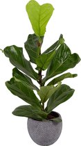 Kamerplant van Botanicly – Vioolplant  in grijs keramiek pot als set – Hoogte: 65 cm – Ficus Lyrata