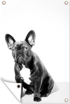Tuindecoratie Studioportret van een Franse Buldog - zwart wit - 40x60 cm - Tuinposter - Tuindoek - Buitenposter