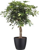 Schefflera Arboricola Gold Capella - Kamerplant - ø19cm - 80cm - Met Elho® Brussels Bloempot Black