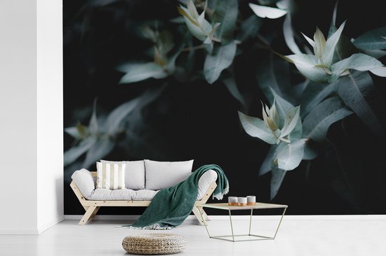 Papier peint Papier peint photo en vinyle - Branches d'eucalyptus sur fond sombre largeur 330 cm x hauteur 220 cm - Tirage photo sur papier peint (disponible en 7 tailles)