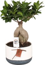 Bonsai Ficus 'Gingseng' incl. keramieken sierpot - ↑ 40-45 5cm - Pot-Ø 17cm