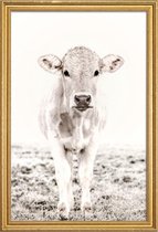 JUNIQE - Poster met houten lijst Blonde Cattle Maverick -40x60 /Ivoor