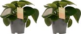 Duo Peperomia Raindrop Feel Green ↨ 35cm - 2 stuks - hoge kwaliteit planten