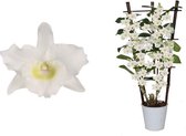 Dendr Nobile op rek Apollon ↨ 60cm - hoge kwaliteit planten