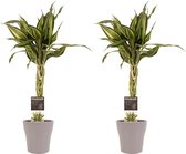Duo 2 x Dracaena Sandriana victory met Anna taupe ↨ 45cm - 2 stuks - hoge kwaliteit planten